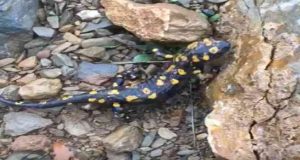 Nesli tehdit altında. Bu kez Pülümür de görüntülendi