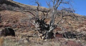 Pülümür ilçesinde,Türkiye’nin en geniş gövdeli ceviz ağacı için tescil başvurusu yapıldı