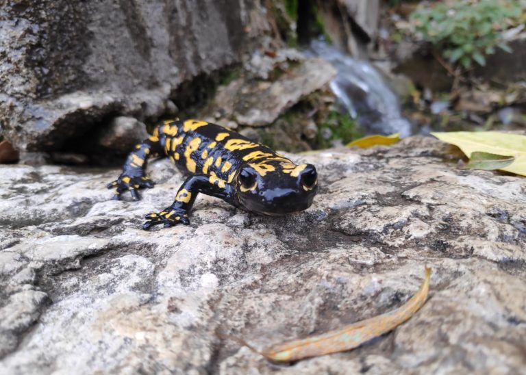 Pertek Dere köyünde nesli tükenme tehlikesinde olan ‘Türk Semenderi’ görüldü