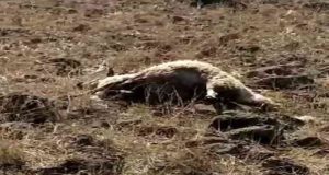 Elazığ’da ağıla giren kurtlar, 53 koyunu telef etti.