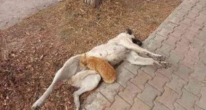 Pülümür ilçesinde bir sokak köpeğinin kediyi emzirmesi şaşkınlık yaşattı