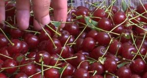Elazığ Vişnesi Tescillendi