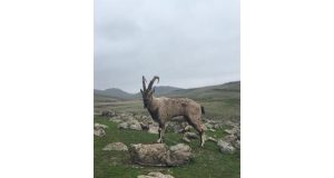 Pertek ilçesinde yaralı halde bulunan dağ keçisi tedavi altına alındı