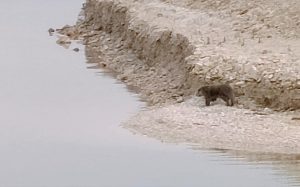 Çemişgezek Kıraçlar (Hıdıroz) köyünde nesli tükenme altında olan su samuru görüldü