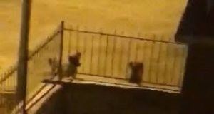 Köpeklerden kaçan yaban keçisi, apartmanın bahçesine sığındı