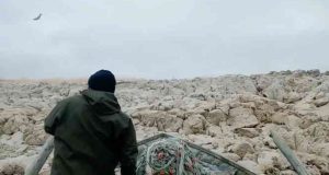 Çemişgezek ilçesinde bir balıkçı, 8 yıldır küçük bir adada yaşayan tilkiyi elleriyle besliyor