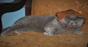 9 kiloluk ‘Çiko’ zayıflamak için diyete başladı