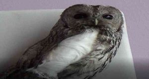 Tunceli’de yaralı alaca baykuşlar doğa korumaya emanet