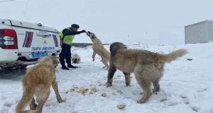 Tunceli’de jandarma ekipleri sokak hayvanlarına mama desteğinde bulundu