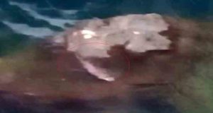 Mazgirt ilçesinde koruma altında bulunan su samuru görüntülendi