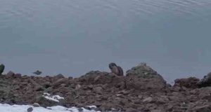 Mazgirt’te nesli tükenme tehlikesi altında bulunan su samurunun sevimli bakışları kameraya yansıdı