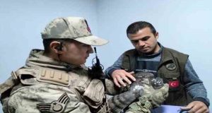 Pertek ilçesinde bulunan yaralı atmaca tedavi altına alındı