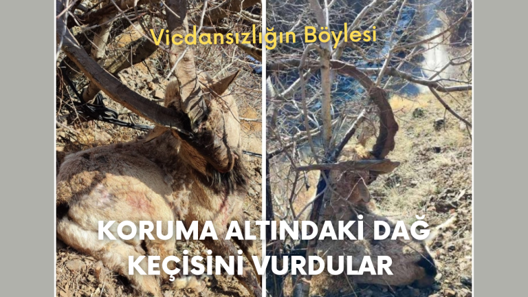 Vicdansızlığın Böylesi…! Koruma Altındaki Yaban Keçisini Vurdular