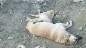 Elazığ’da zehirlenerek öldürülen köpekler için soruşturma başlatıldı