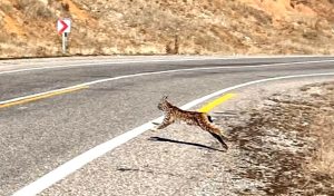 Dünyada birinci derece koruma altında bulunan vaşak, Pülümür’de bu kez böyle görüntülendi