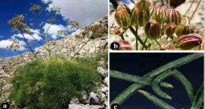 Dünyada sadece Tunceli’de var: Tunceli’de yeni bir çakşır türü keşfedildi