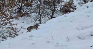 kırmızı listesinde yer alan 2 vaşak Tunceli’de görüntülendi