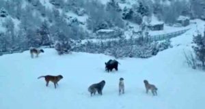 Tunceli’de yerleşim yerine inen domuzlarla köpekler site bahçesini paylaşamadı