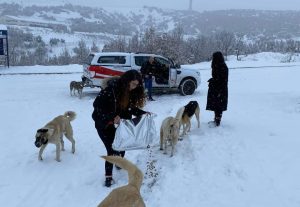 Tunceli’de sokak hayvanlarına mama ve su desteği
