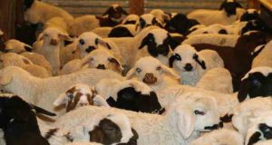 Yurt genelinde SAT-2 tipi şap virüsü alarmı