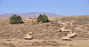 Tunceli’de il içi ve il dışı hayvan hareketleri yasaklandı