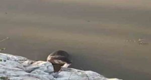 Koruma altındaki su samuru Munzur Çayı’nda balık avlarken görüntülendi