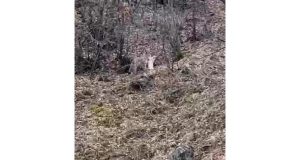 Koruma altındaki vaşak, öldürdüğü kediyi ağzında götürürken görüntülendi