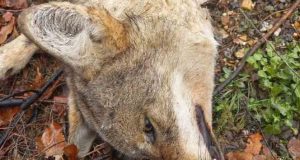 Pülümür’de bir aracın çarptığı kurt telef oldu.