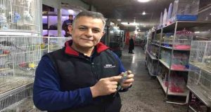 Depremi önceden haber verdiğine inanılan muhabbet kuşlarına yoğun ilgi