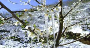 Meteorolojiden Tunceli dahil 5 il için zirai don uyarısı