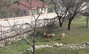 Dağları bırakıp Çemişgezek sokaklarını mesken tuttular. Artık evcil hayvan gibi insanlardan kaçmıyorlar