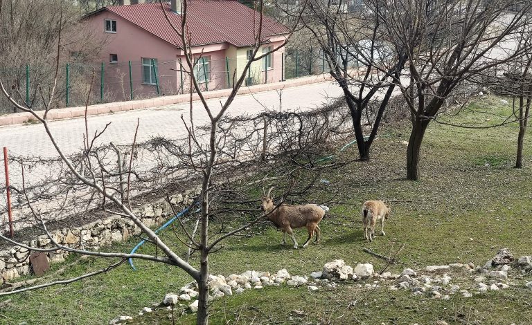 Dağları bırakıp Çemişgezek sokaklarını mesken tuttular. Artık evcil hayvan gibi insanlardan kaçmıyorlar