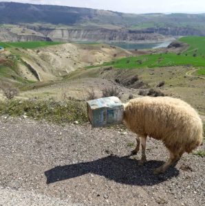 Kafası tenekeye sıkışan koyunu beyaz eşya tamircisi kurtardı