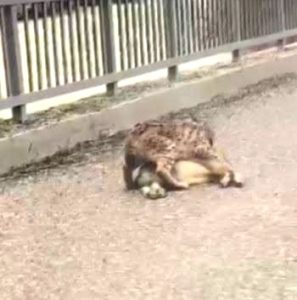 Karayolunda yaban keçisi avlayan vaşak görüntülendi