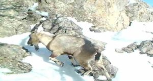 Tunceli’nin zengin yaban hayatı fotokapanlara yansıdı