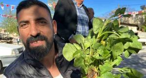 İbn-i Sina’nın önerisi ‘kuzu kulağı’ bitkisi her derde deva