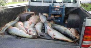 Keban baraj gölünde kaçak avlanan 2,5 ton balık ele geçirildi