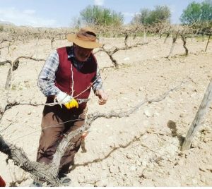 Tunceli’de bağ budama dönemi başladı
