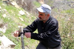 36 yıldır dağlardaki verimsiz ağaçları aşılayarak verimli hale getiriyor
