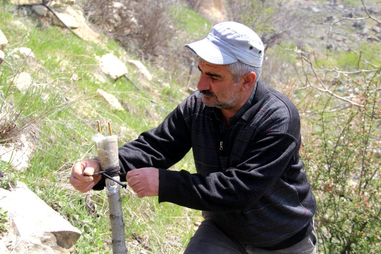 36 yıldır dağlardaki verimsiz ağaçları aşılayarak verimli hale getiriyor