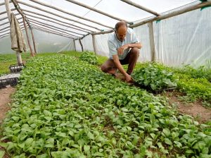Hem Muhtarlık yapıyor, hem de yetiştirdiği sebze fideleriyle tarımsal üretime katkı sunuyor