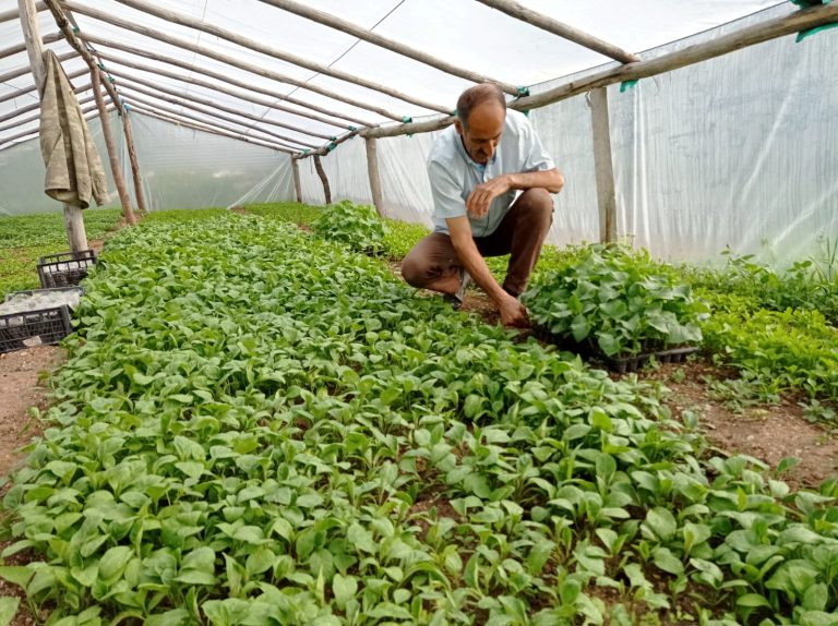 Hem Muhtarlık yapıyor, hem de yetiştirdiği sebze fideleriyle tarımsal üretime katkı sunuyor