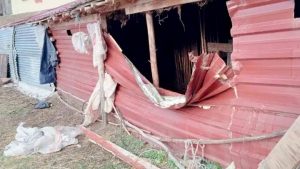 Tunceli’de, ayının ahıra girip telef ettiği tekeden geriye postu ve boynuzu kaldı