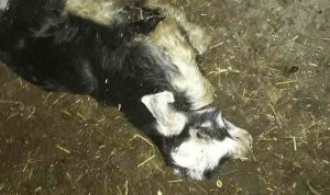 Tunceli’de ahıra giren sokak köpekleri 4 hayvanı telef etti, 15’ini de yaraladı