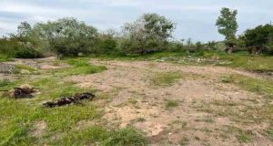 Elazığ’da ağıla giren kurt sürüsü 21 koyunu telef etti