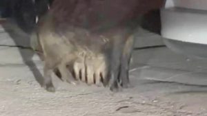 Tunceli’de yaban domuzları, yavrularıyla birlikte yerleşim yerine indi