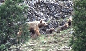 Tunceli’de anne ayı, 4 yavrusuyla yiyecek ararken görüntülendi