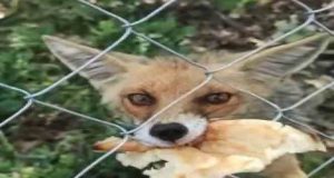 Denk gediği tilkiye elleriyle ekmek yedirdi