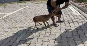 Nazımiye ilçesinde yaralı bulunan dağ keçisi koruma altına alındı