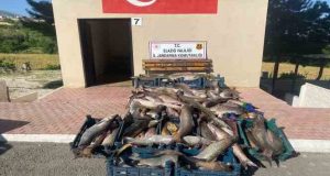 Elazığ’da 6,5 ton kaçak avlanmış balık ele geçirildi